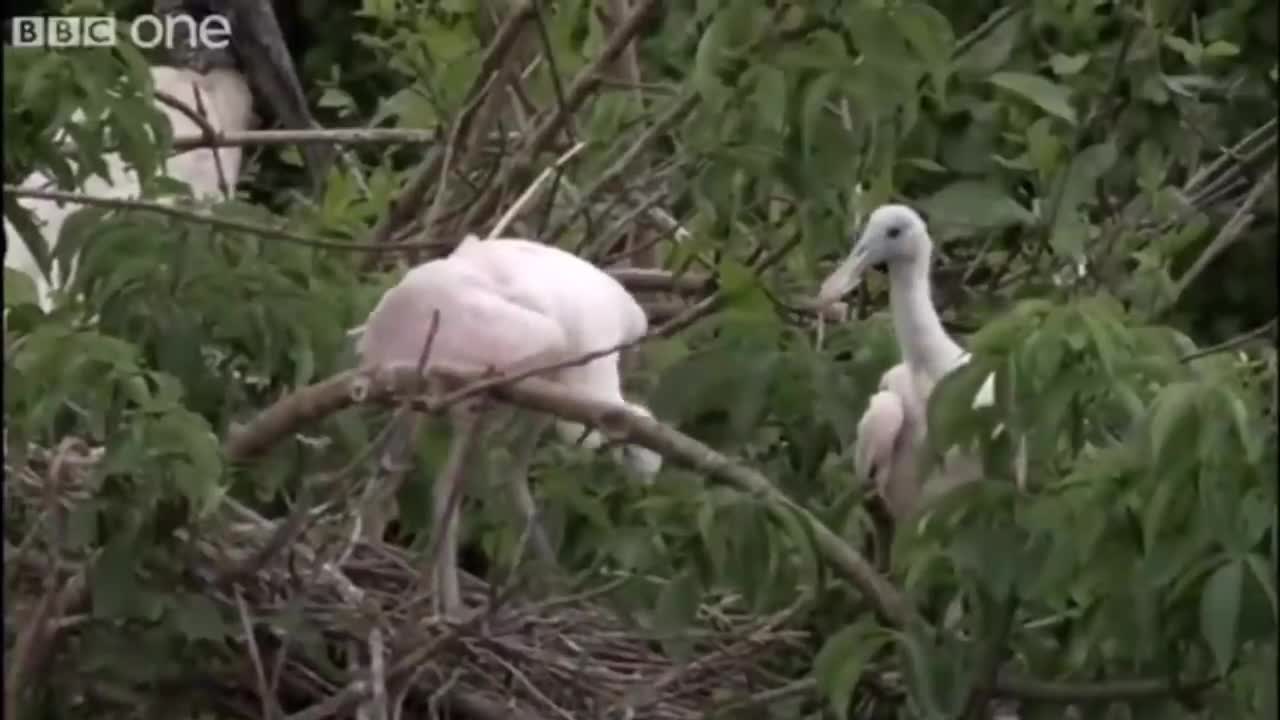 Those birds jamming to SOAD at the end… yes.