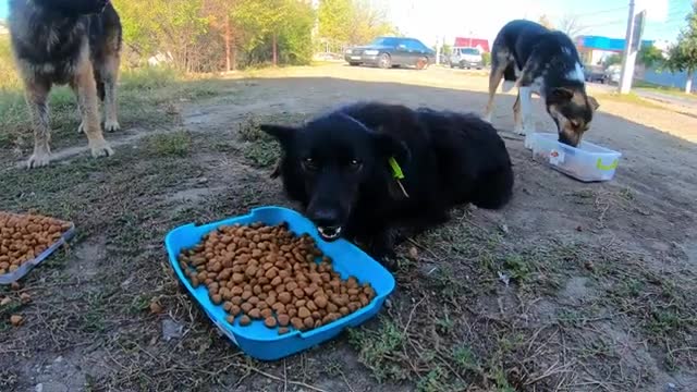 Watch Tear-Jarking Moment of Love between Dogs and Woman who Dedicated her life to Stray Dogs