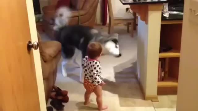 Crazy husky makes baby laugh