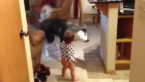 Crazy husky makes baby laugh