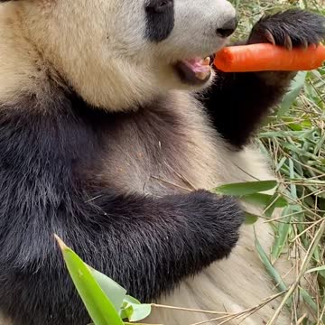 It's time to eat carrots#panda lives