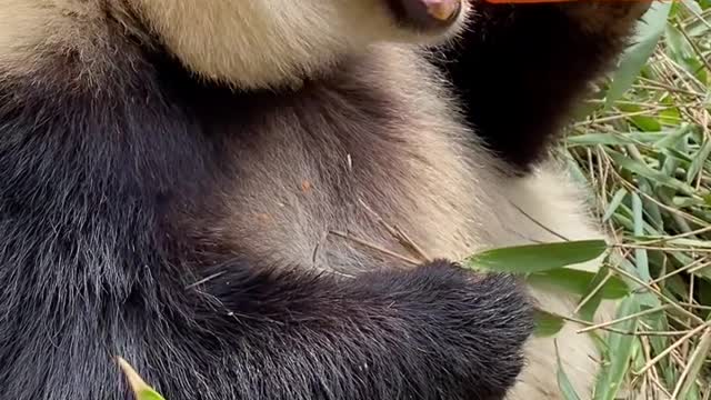 It's time to eat carrots#panda lives