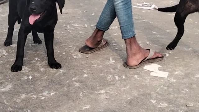 Cute Black Labrador Puppies video By Kingdom Of Awais