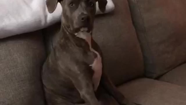 Grey pitbull puppy sits on couch like human