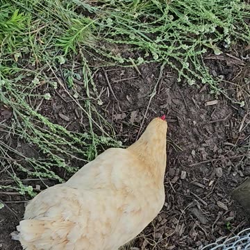 OMC! The pizza-crust challenge rages on and on! These birds love their treats!🐔❤️ 🍕🥰#chicken #shorts