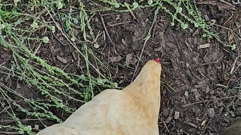 OMC! The pizza-crust challenge rages on and on! These birds love their treats!🐔❤️ 🍕🥰#chicken #shorts