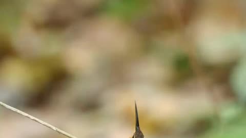 Beautiful ❤️ Hummingbird's mating dance