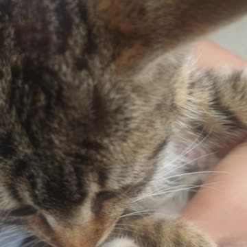 Cute Tiger Kitten in My lap enjoys being patted/massaged