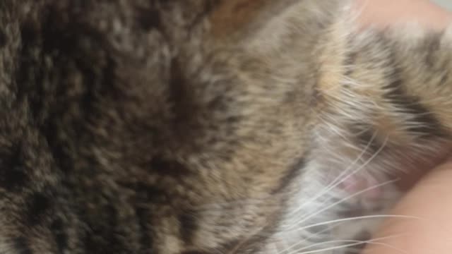 Cute Tiger Kitten in My lap enjoys being patted/massaged