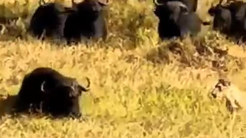Unity is always powerful. There is strength in unity #powerful #unity #animallife