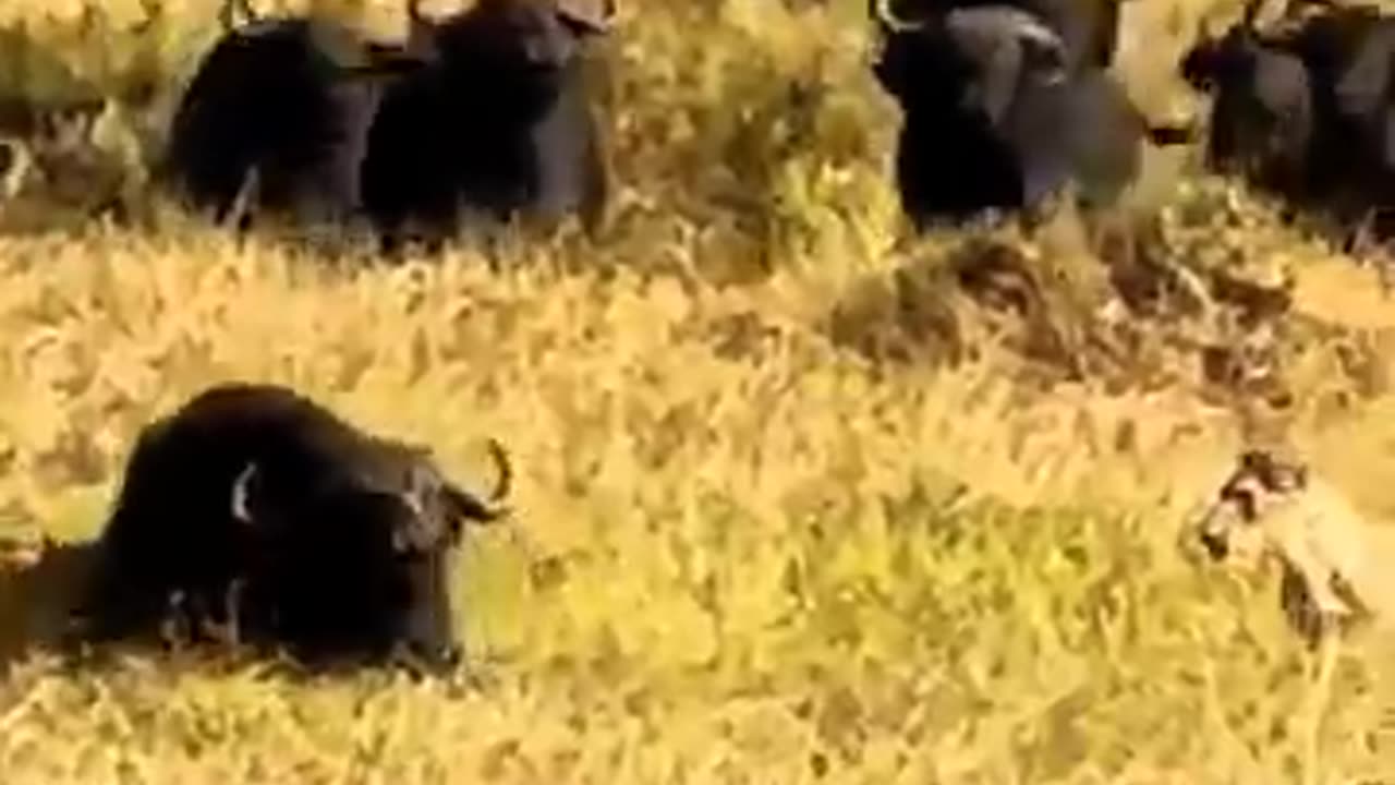 Unity is always powerful. There is strength in unity #powerful #unity #animallife