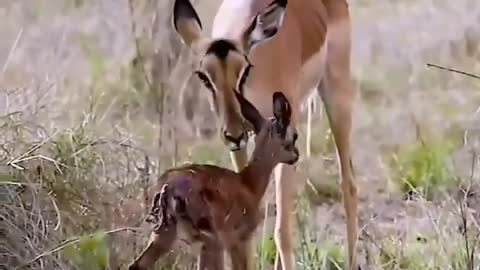 South africa forest dear with new born baby