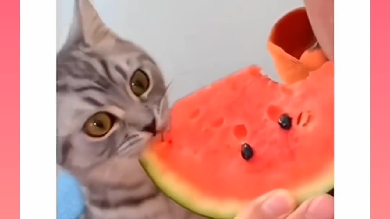 Funny cat.