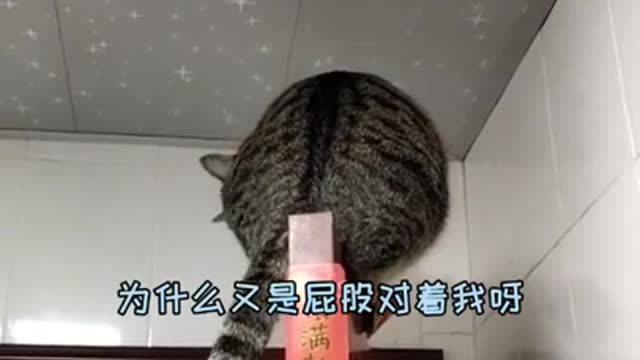 Funny cats 2021 Cats compilation Cute Cats and Funny Animals