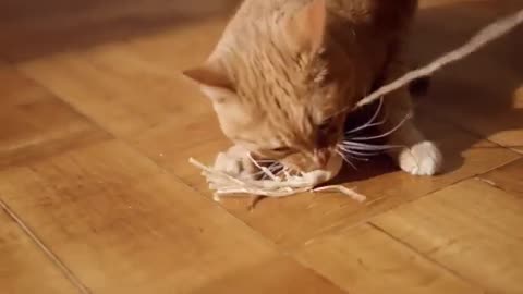 Funny Cats Videos#Shorts
