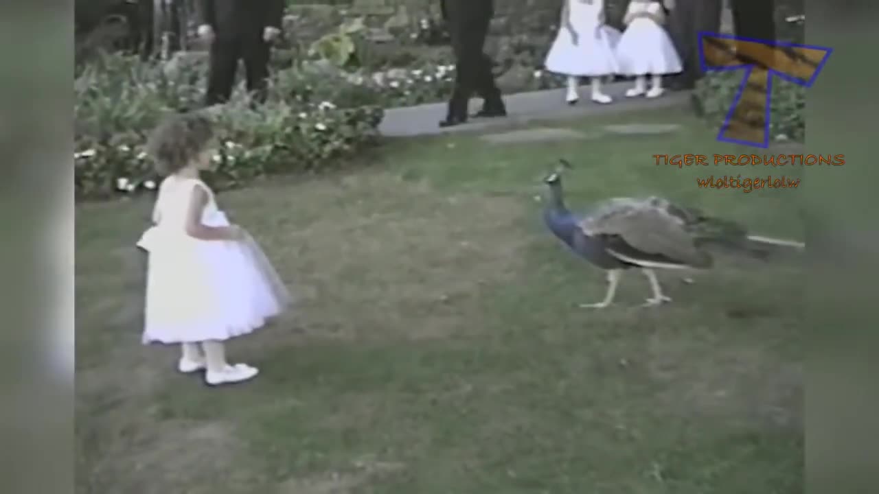 Funny animals compilation sweet