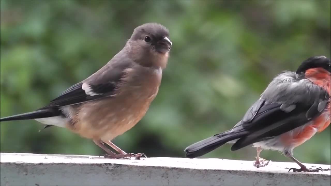 Don't make this one mad! Funny sassy bird!
