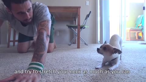 Cute puppy doing yoga with his owner!! this is so cute