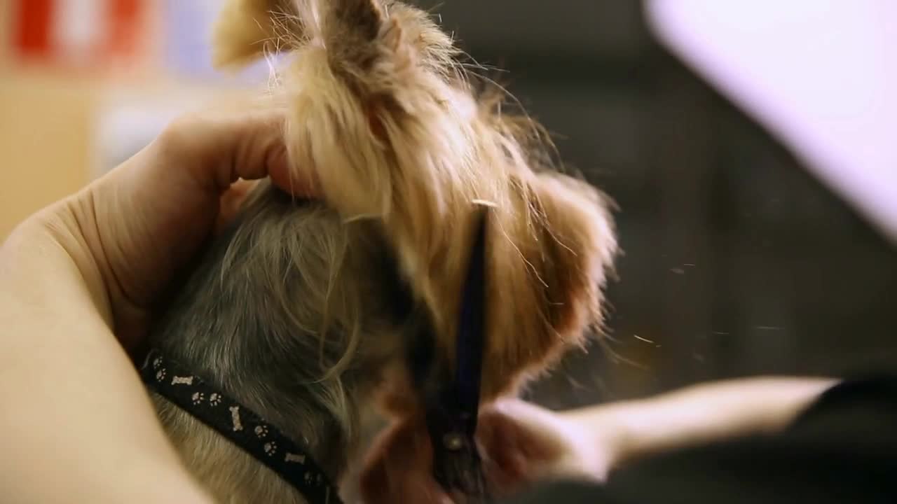 Scissors cut hair on the dog's face. close-up. Master of haircuts