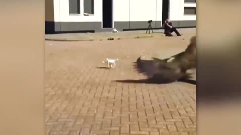 eagle trained to destroy