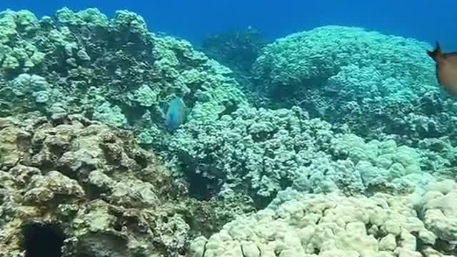 oceanlover#underwater#blueworld#planetearth#lovemyplanet