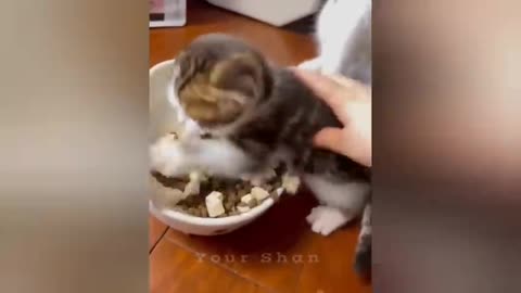 18 minutes of adorable cats and kittens videos to keep you smiling