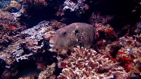 Amazing beautiful fish 4k underwater