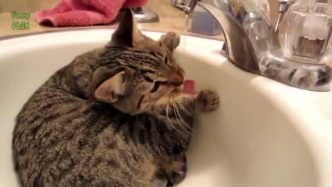 Funny bathing cats