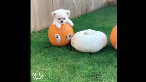 CUTE PETS SERIES: PUPPY COSPLAY PUMPKIN