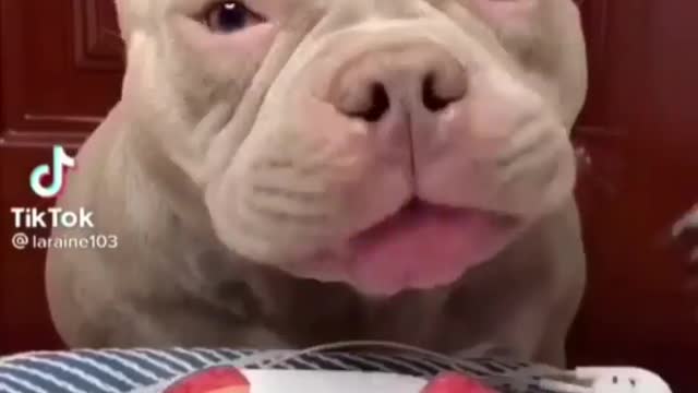 Pitbull Eating