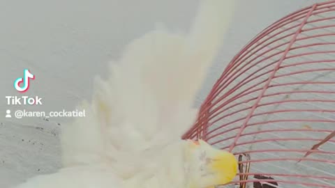 Cockatiel bath time