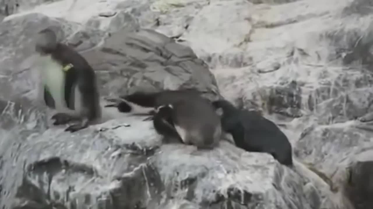 The penguin trips his friend