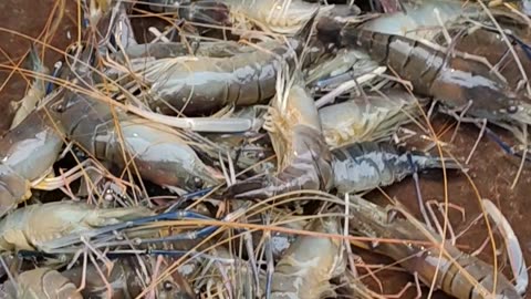 Amazing Prawn Fish Video In Market l Chingri Mach Video#shorts