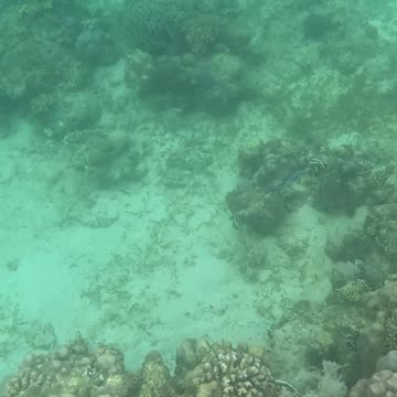 Snorkeling Around a Reef in Recovery