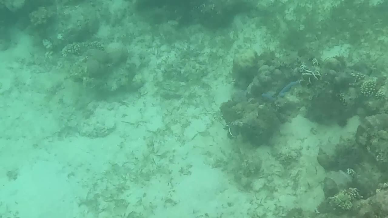 Snorkeling Around a Reef in Recovery