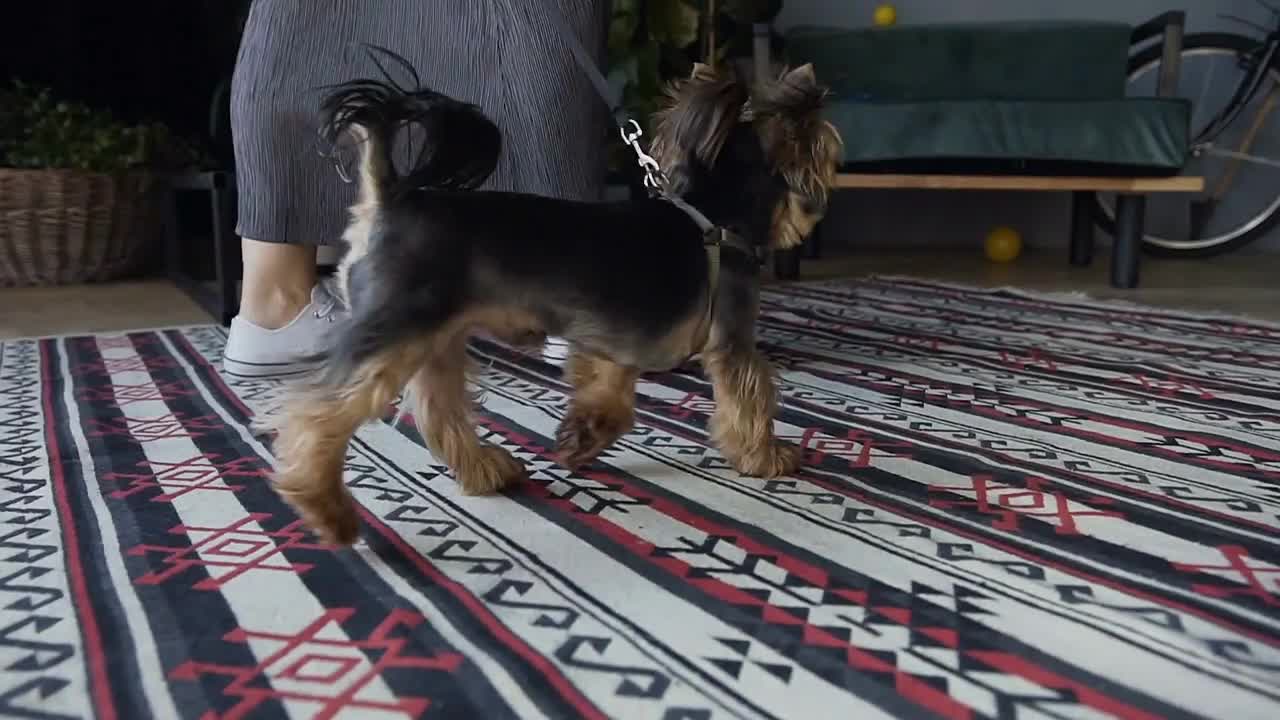 The girl drives her dog, a breed of Yorkshire Terrier on the background of a beautiful room