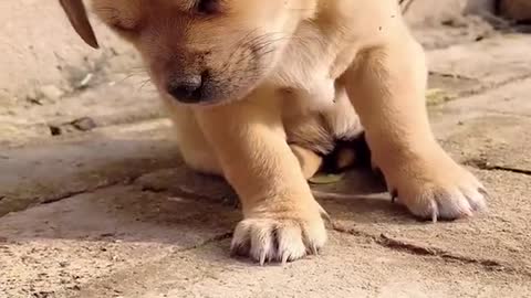 My baby dog funny - #Short #Dog #Funny