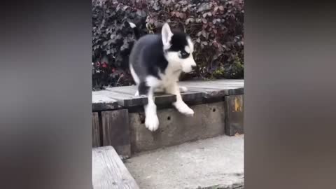 Funny Cats and Cute Pets Compilation !!! Cuteness and Funniest Animals Video 2021