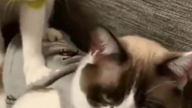 #cute #cat #funny #funnycat #video #funnyvideo #cats #funnycats #cutecats