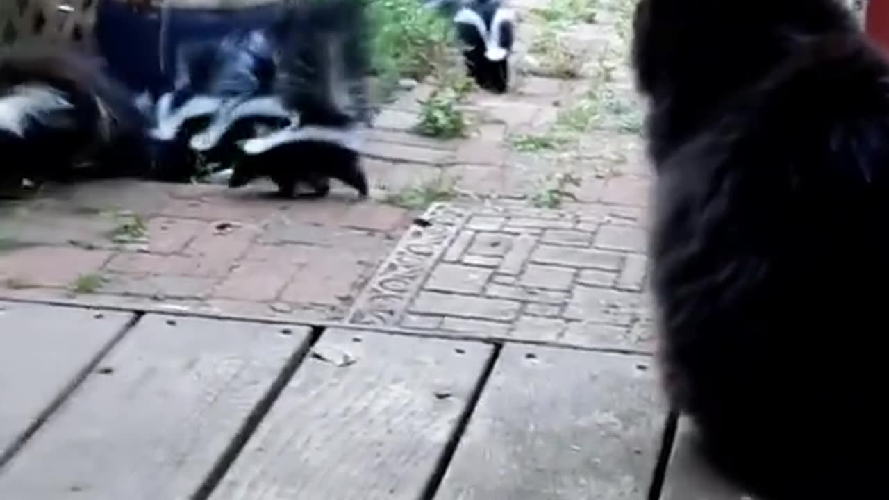 Kind girl saves skunk