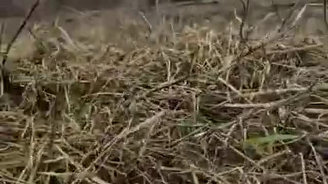 Ukraine Army
