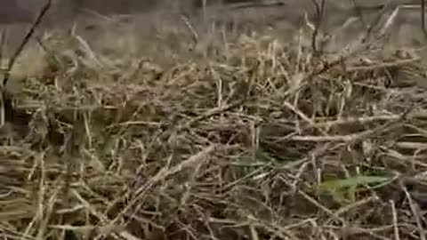 Ukraine Army