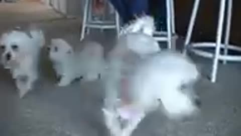 ❤🐶 😂 🐷❤ CUTE PUPPIES!!! ❤🐶 😂 🐷❤