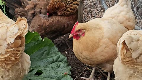 OMC! The usual suspects - Orpington cornered - Brownie comes in as backup. #suspects #hens #shorts