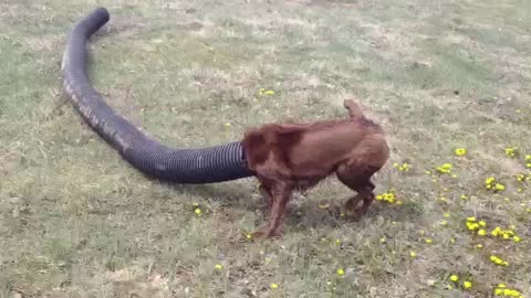 Dog Runs Around A Yard With A Drainage Pipe On His Head