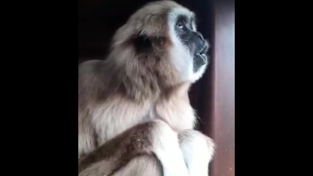 Monkey singing like a human