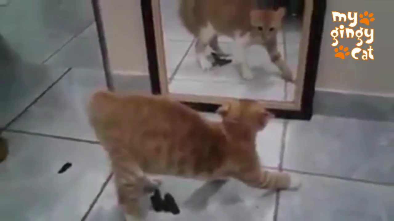 Cat fighting itself at mirror