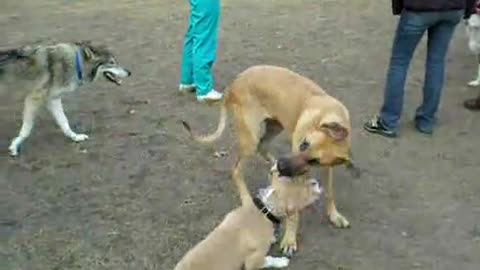 dog and friend