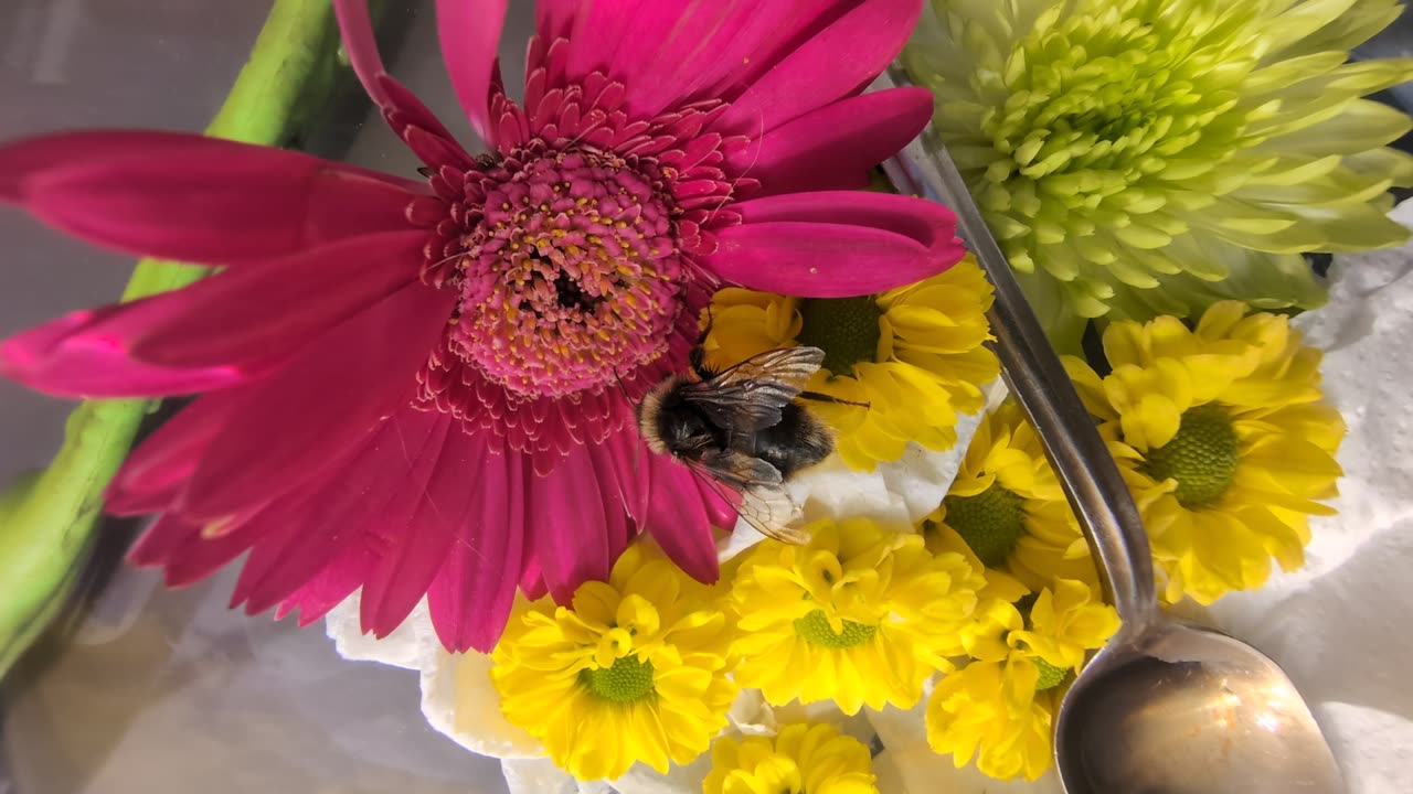 Black Bumblebee Found in Scotland