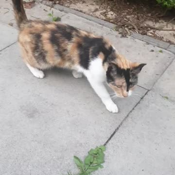 💗My Beautiful Cats coming to me to get petted/massaged😻😻😻